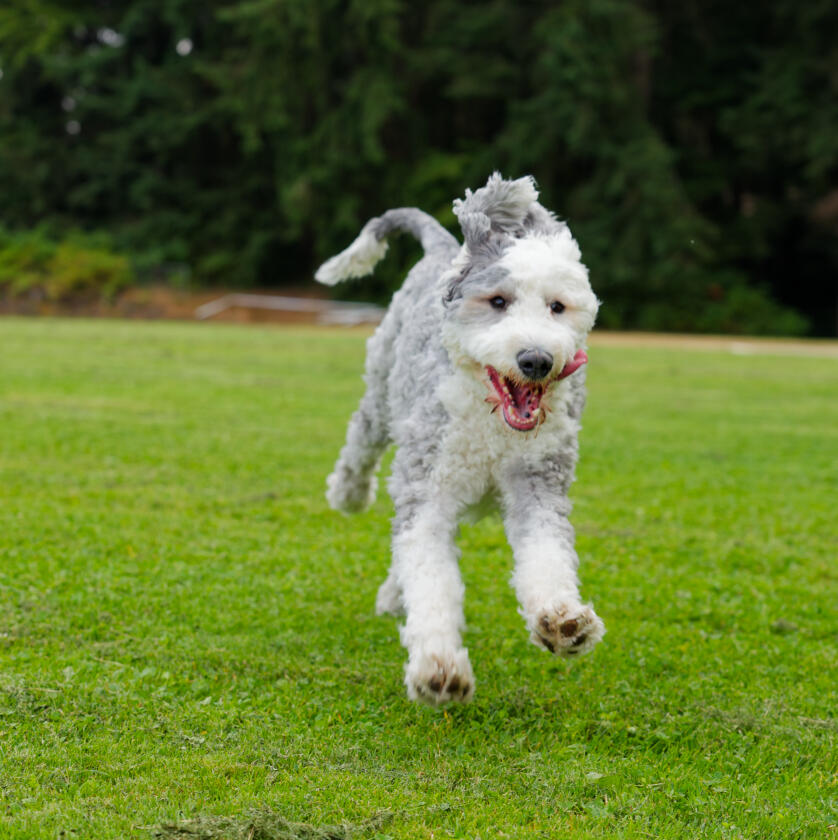 zoom