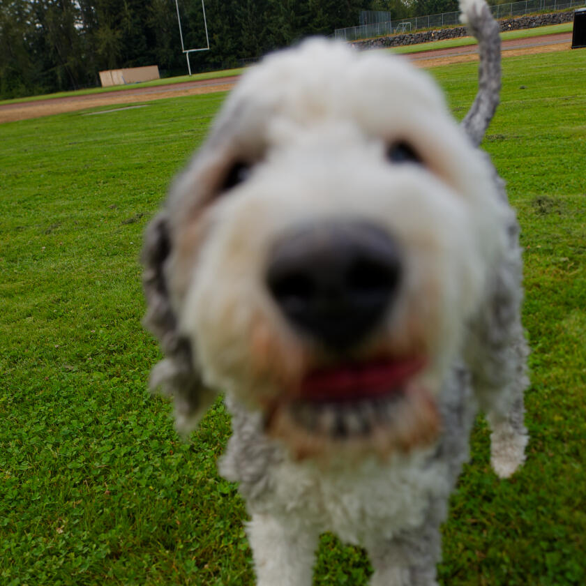 Boop