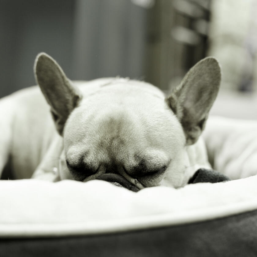 Luca Naptime